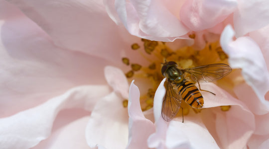5 Easy Ways To Save The Bees