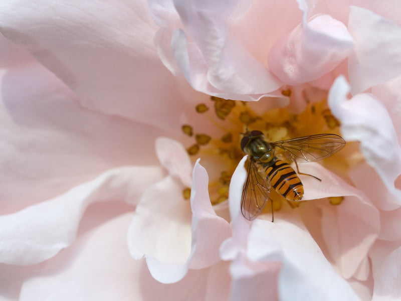 5 Easy Ways To Save The Bees